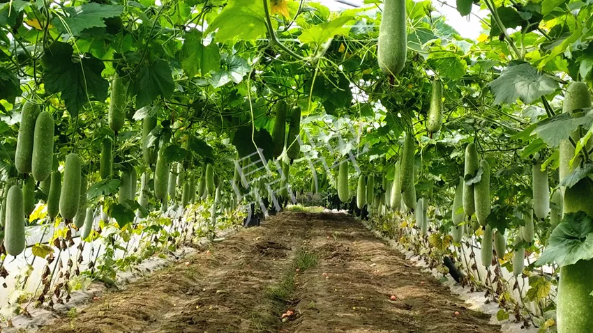 什么品種的冬瓜按個買？價格是同期黑皮冬瓜五倍