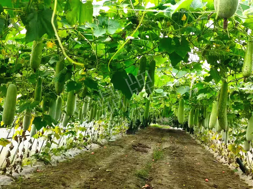 什么品種的冬瓜按個買？價格是同期黑皮冬瓜五倍