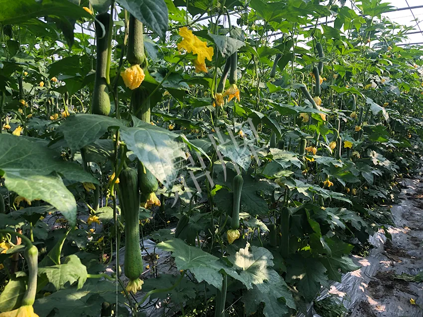 這個(gè)絲瓜怎么種都優(yōu)秀！賣價(jià)和產(chǎn)量都很高