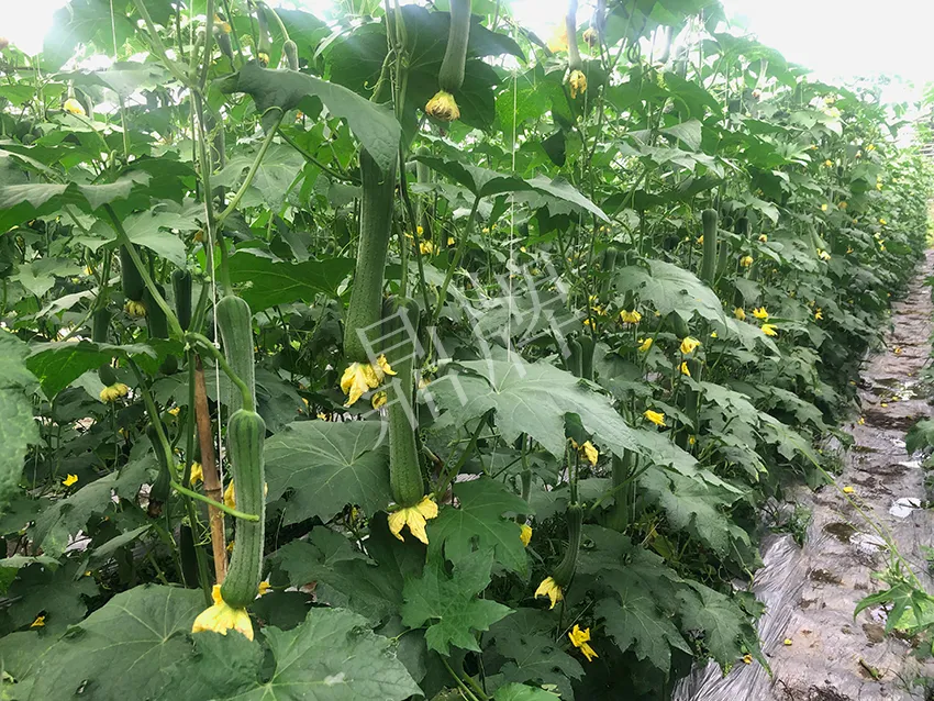 這個(gè)絲瓜怎么種都優(yōu)秀！賣價(jià)和產(chǎn)量都很高