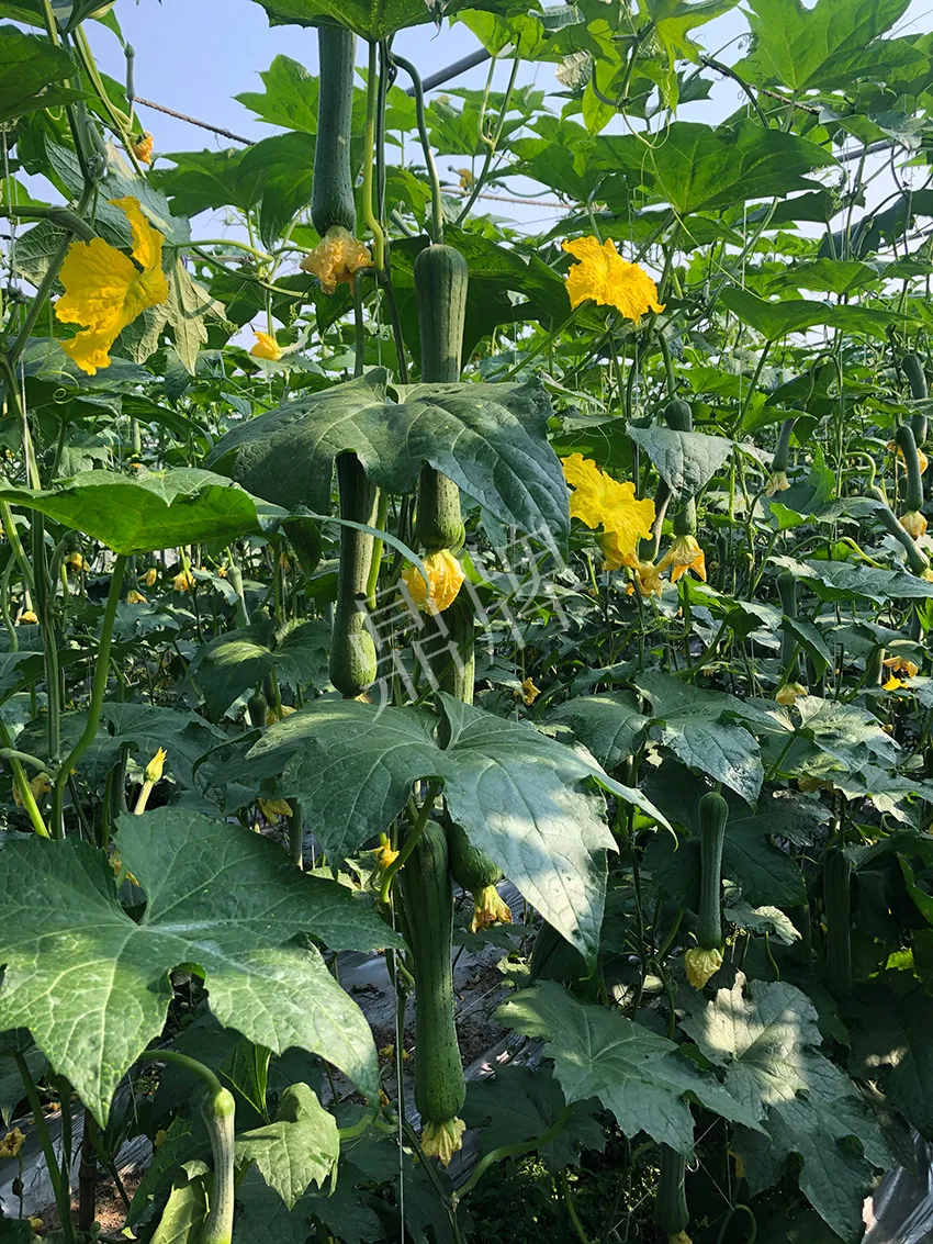 這個(gè)絲瓜怎么種都優(yōu)秀！賣價(jià)和產(chǎn)量都很高