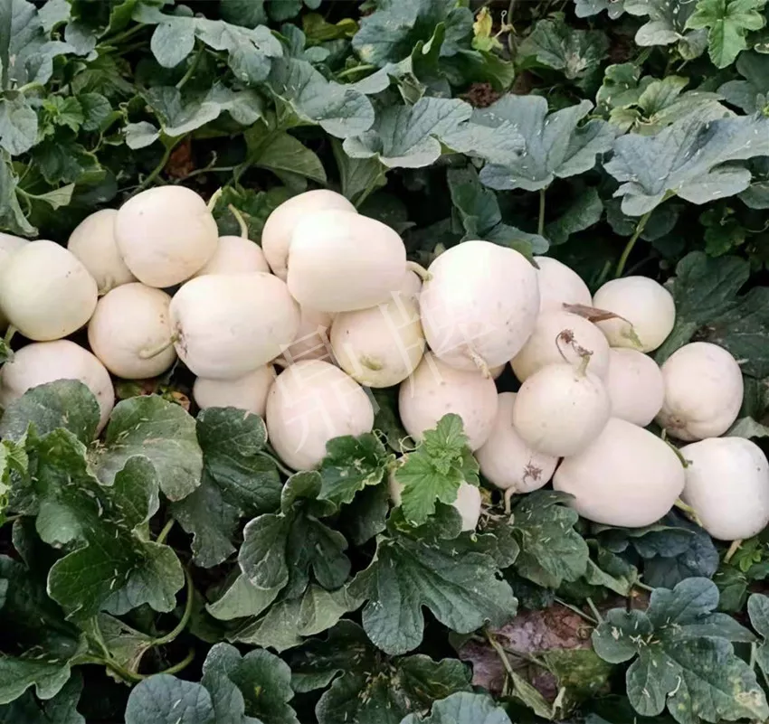 河南焦作的李向林今年種植甜瓜新品種，客戶直接拉貨走人