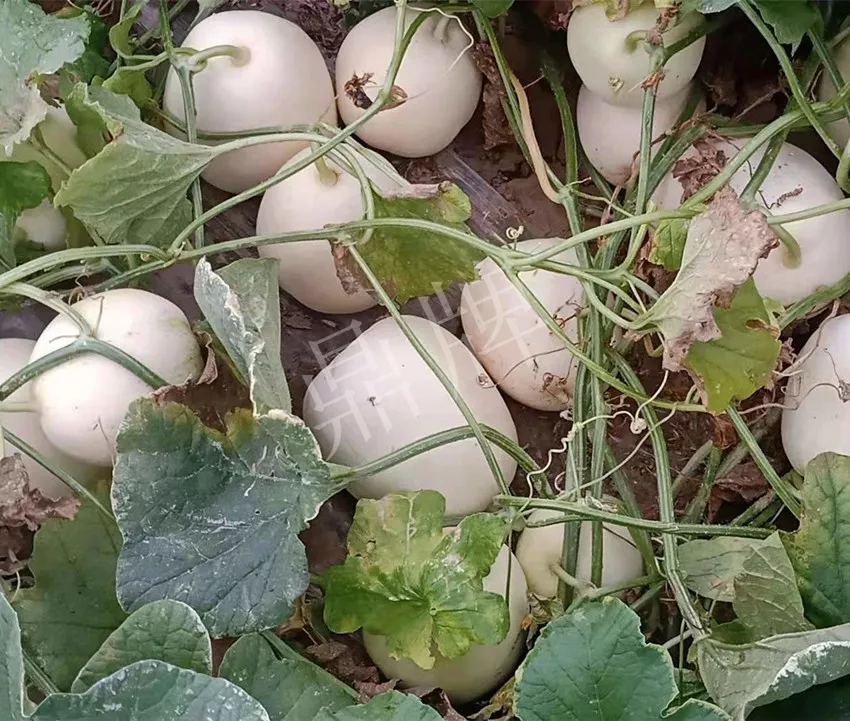 河南焦作的李向林今年種植甜瓜新品種，客戶直接拉貨走人