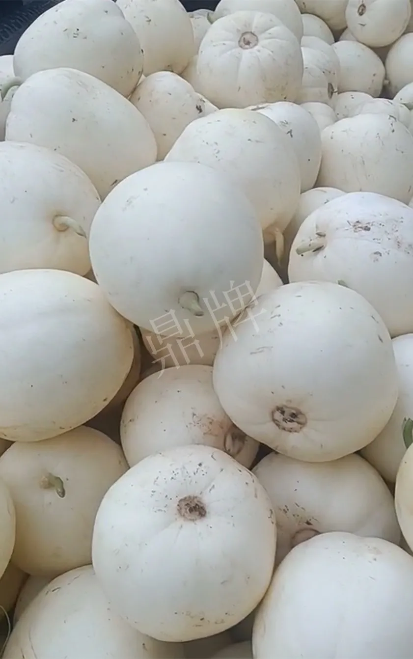 河南焦作的李向林今年種植甜瓜新品種，客戶直接拉貨走人