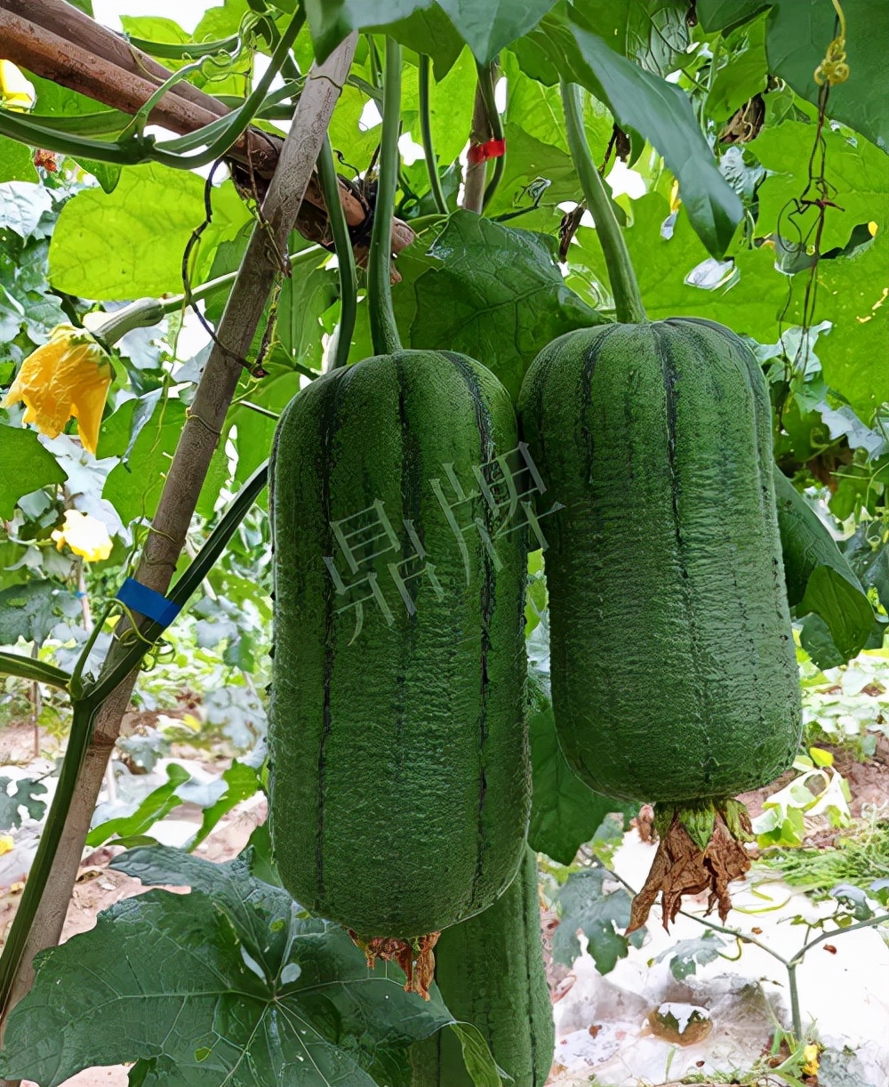 臺州的曾方明試種新品種，畝收入超過6萬元