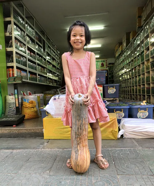 四川農(nóng)戶今年種“健美蜜本”南瓜產(chǎn)量高，品質(zhì)好，感覺巴適得很