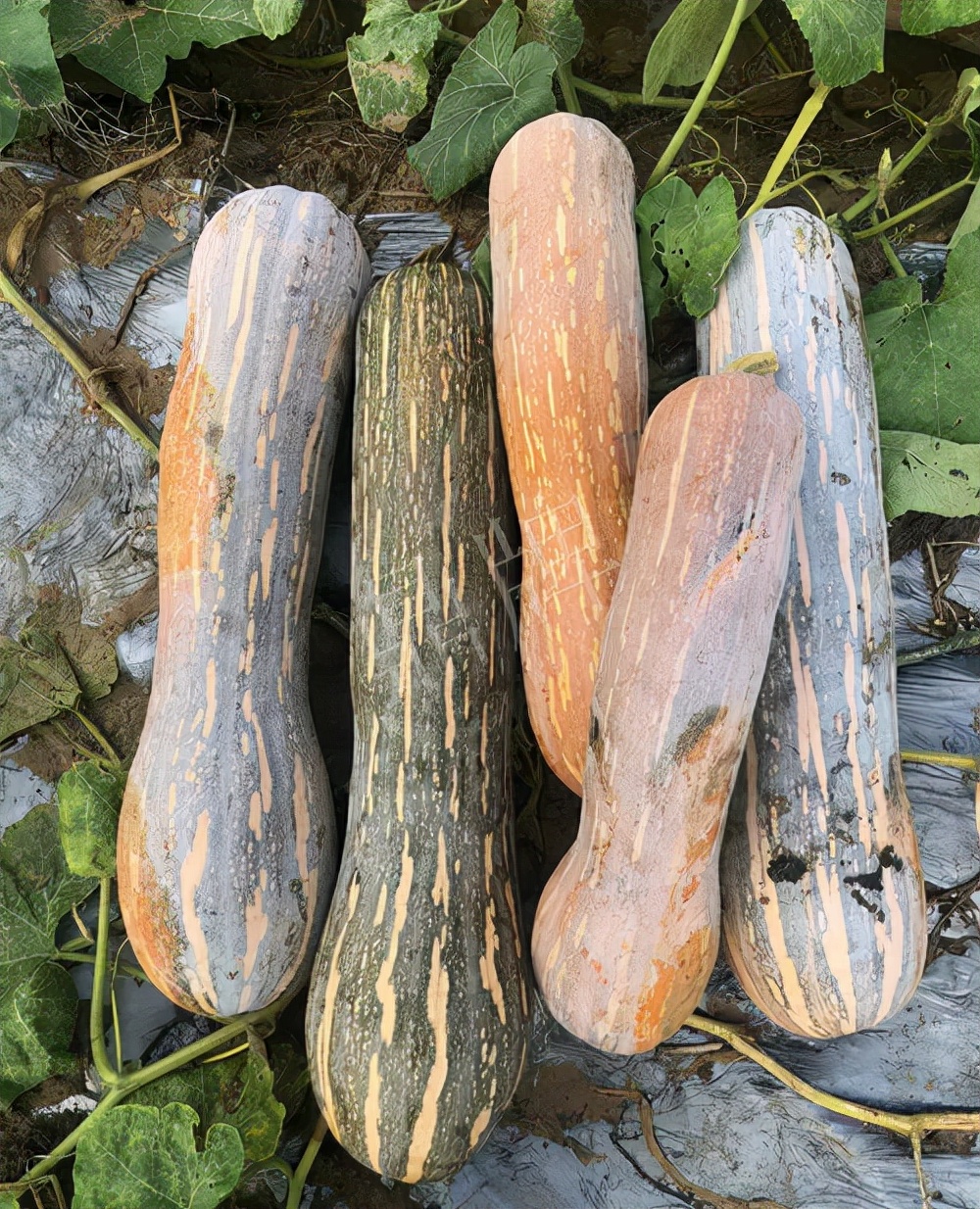 四川農(nóng)戶今年種“健美蜜本”南瓜產(chǎn)量高，品質(zhì)好，感覺巴適得很