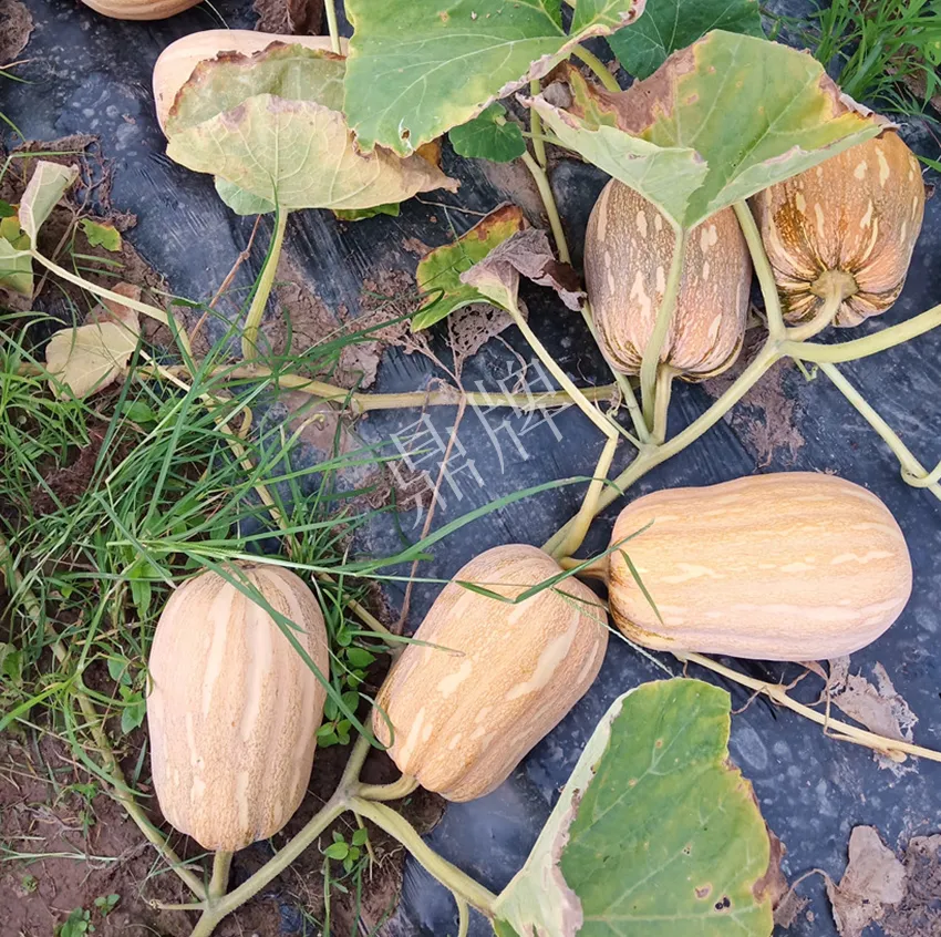 襄陽農(nóng)民“押寶”押對(duì)了，這個(gè)品種幫他賺了2倍錢