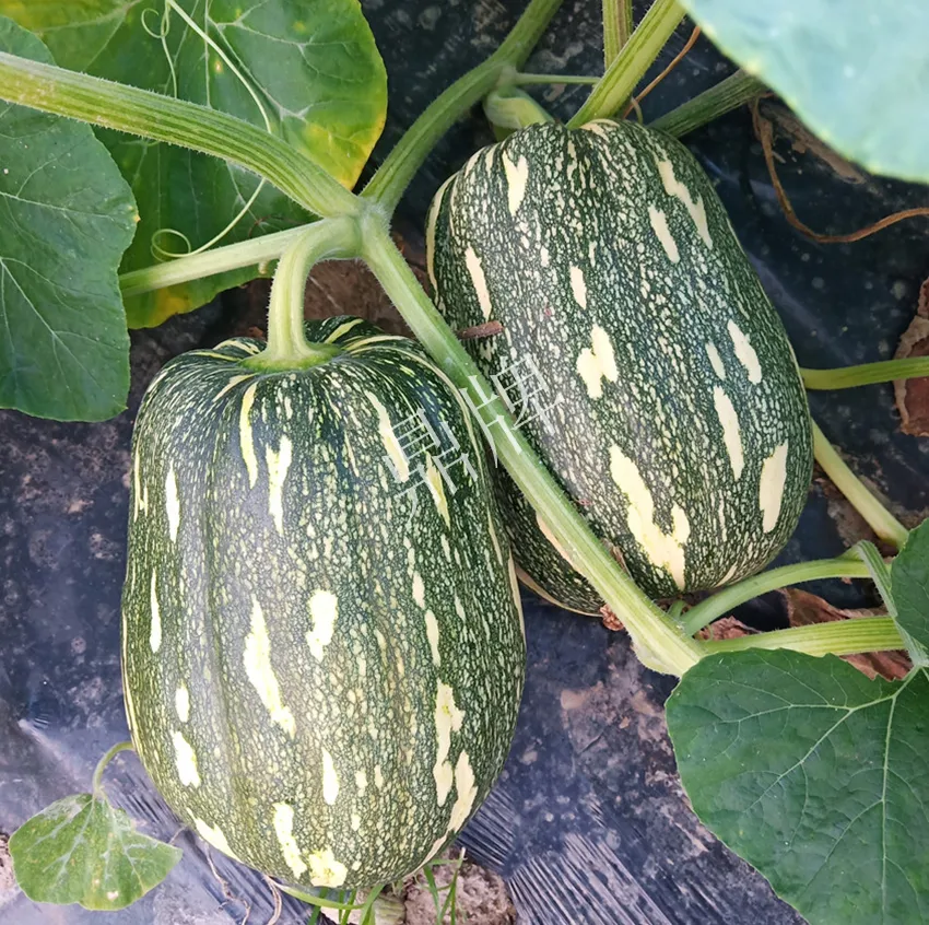 襄陽農(nóng)民“押寶”押對(duì)了，這個(gè)品種幫他賺了2倍錢