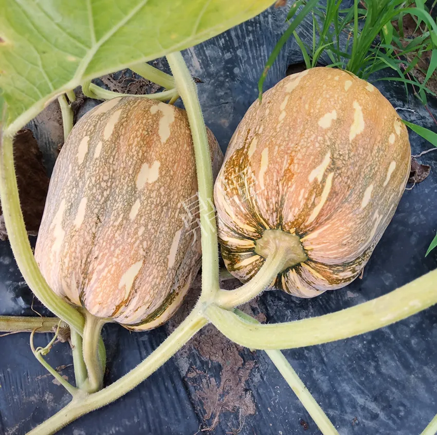 襄陽農(nóng)民“押寶”押對(duì)了，這個(gè)品種幫他賺了2倍錢