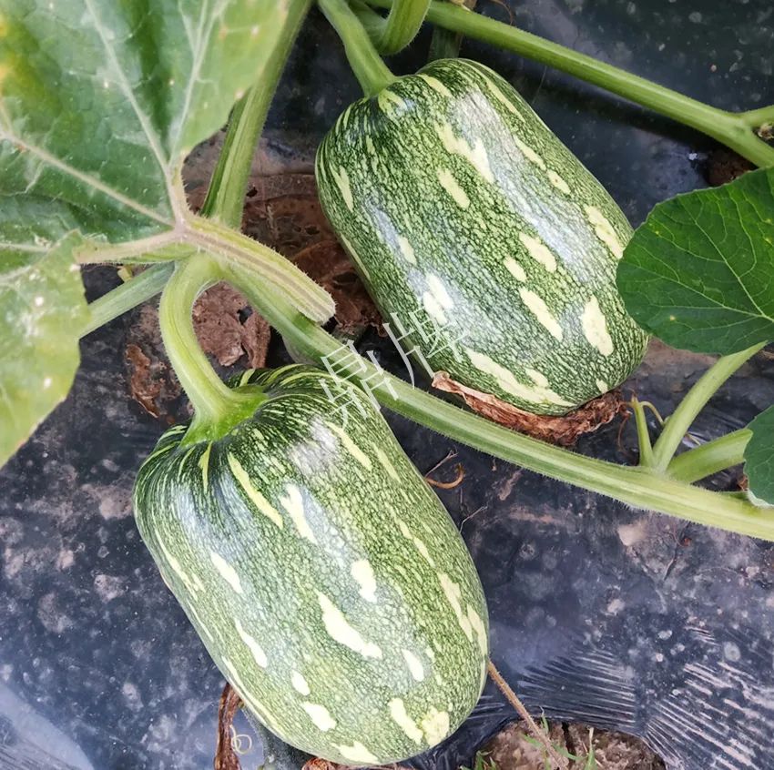 襄陽農(nóng)民“押寶”押對(duì)了，這個(gè)品種幫他賺了2倍錢