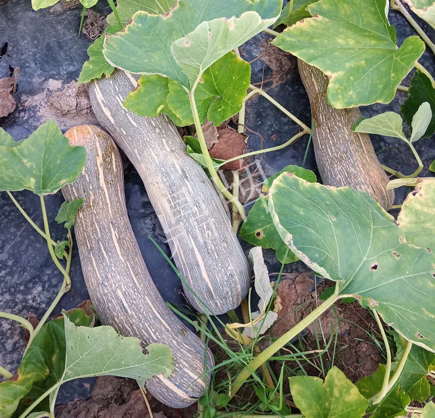 岳陽王大年打工多年，選擇回家種南瓜，今年還增加了50畝地