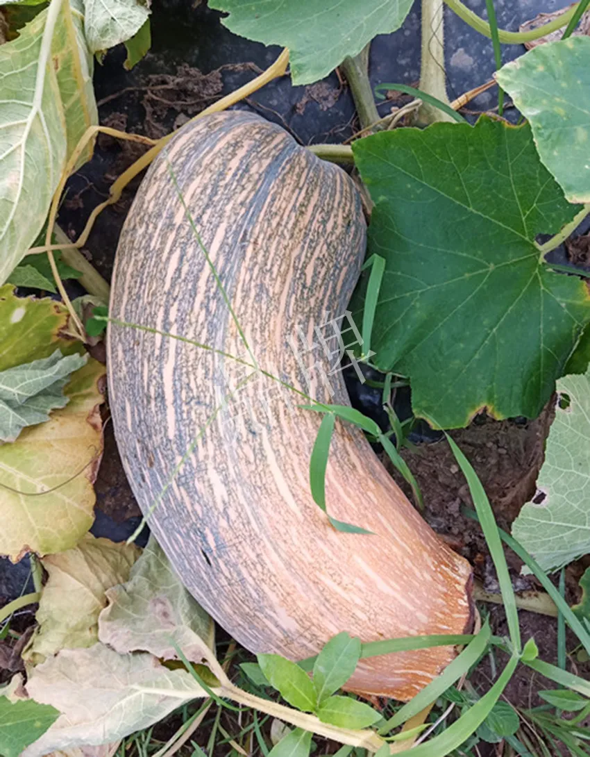 岳陽王大年打工多年，選擇回家種南瓜，今年還增加了50畝地