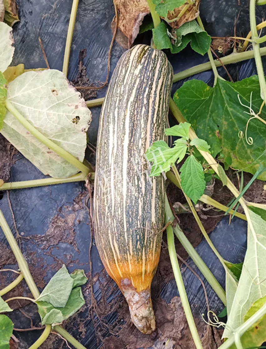 岳陽王大年打工多年，選擇回家種南瓜，今年還增加了50畝地