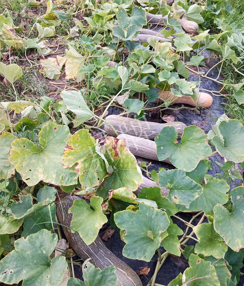 岳陽王大年打工多年，選擇回家種南瓜，今年還增加了50畝地