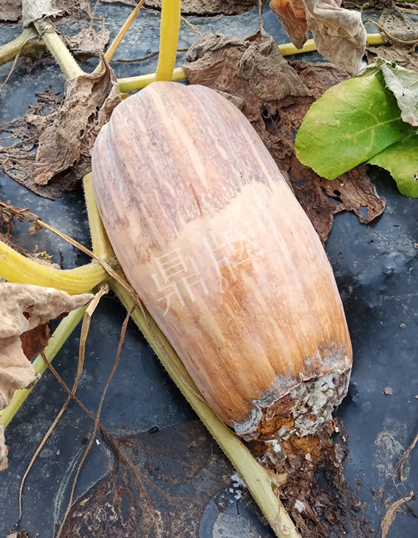 岳陽王大年打工多年，選擇回家種南瓜，今年還增加了50畝地