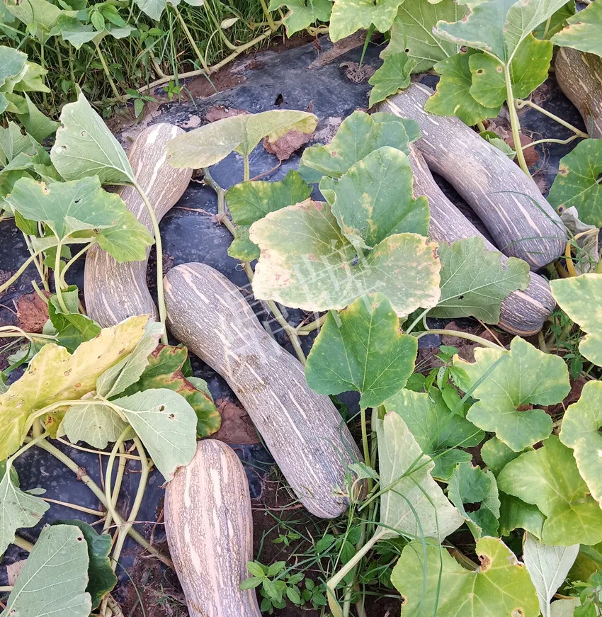 岳陽王大年打工多年，選擇回家種南瓜，今年還增加了50畝地