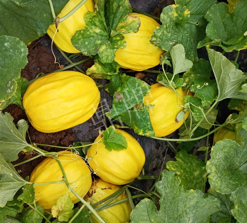 婁底瓜農(nóng)純賺50萬(wàn)，我這個(gè)“張大膽”榮光了一把