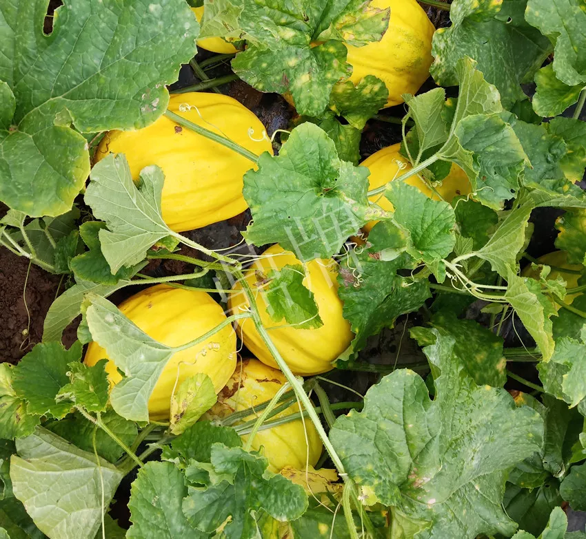 婁底瓜農(nóng)純賺50萬(wàn)，我這個(gè)“張大膽”榮光了一把