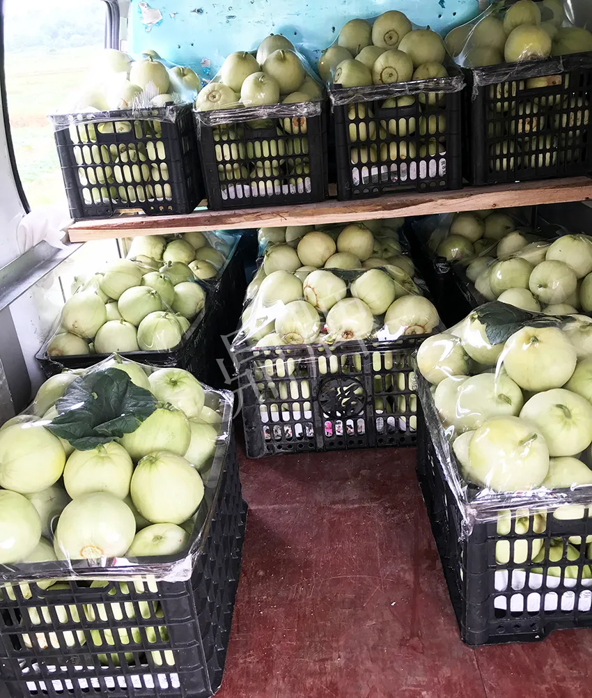 郴州農(nóng)戶種植新品種，果實又香又甜，很好賣