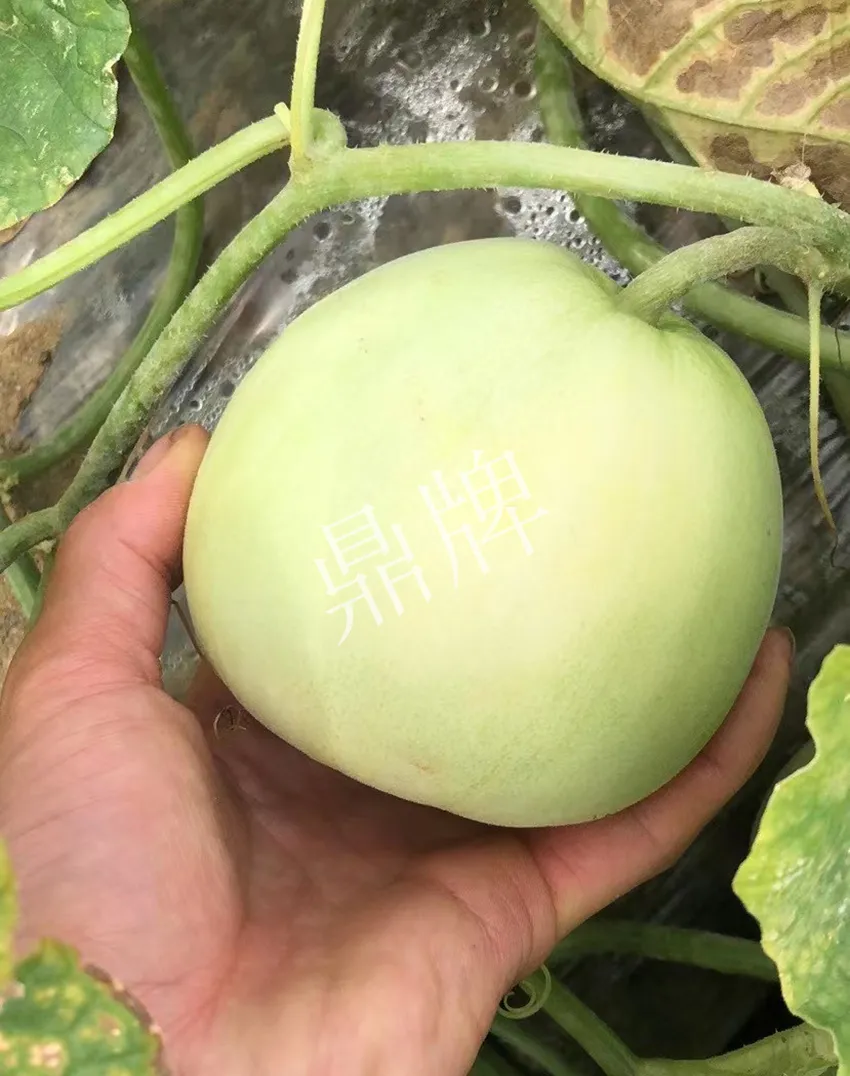 郴州農(nóng)戶種植新品種，果實又香又甜，很好賣