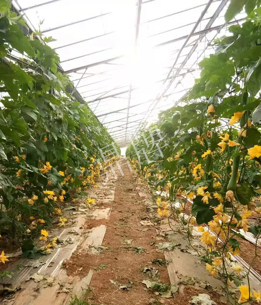 鎮(zhèn)江的何青萍，在法國種植“優(yōu)比1號”每公斤24元