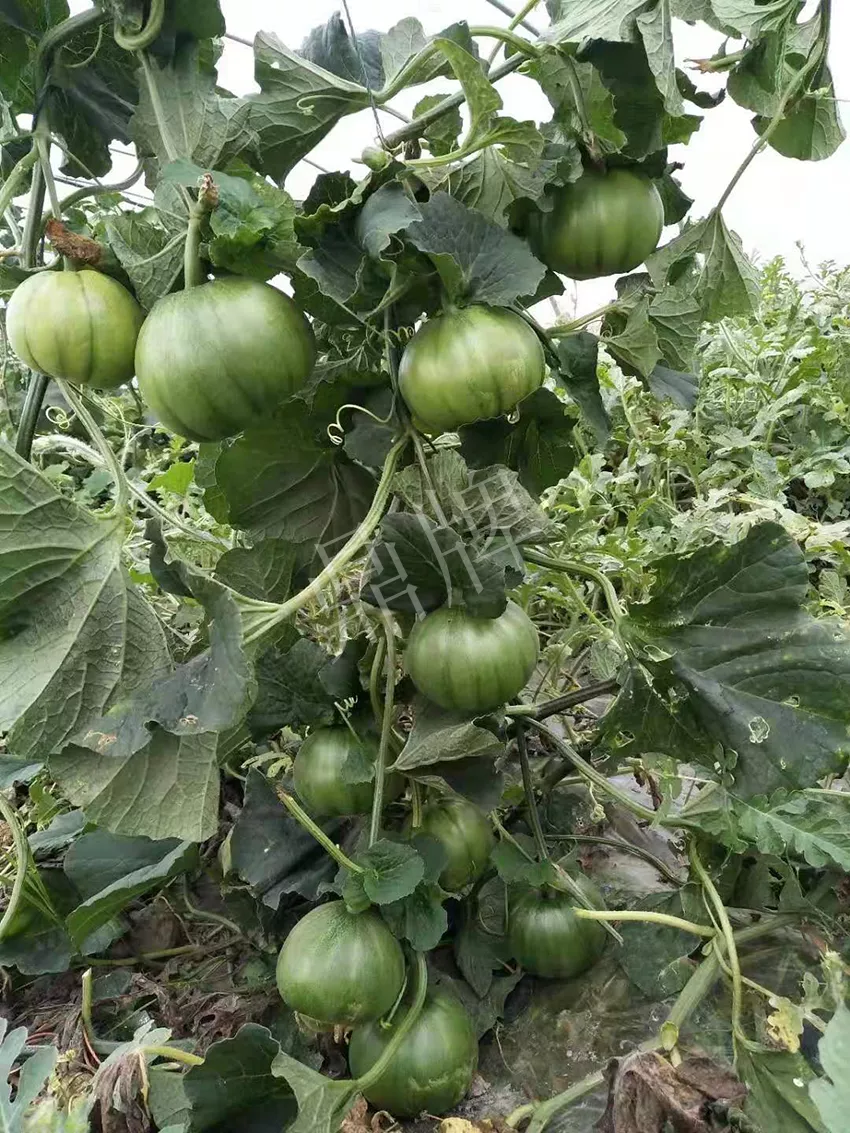 一株坐果15個(gè)，6元1斤，好賣得很