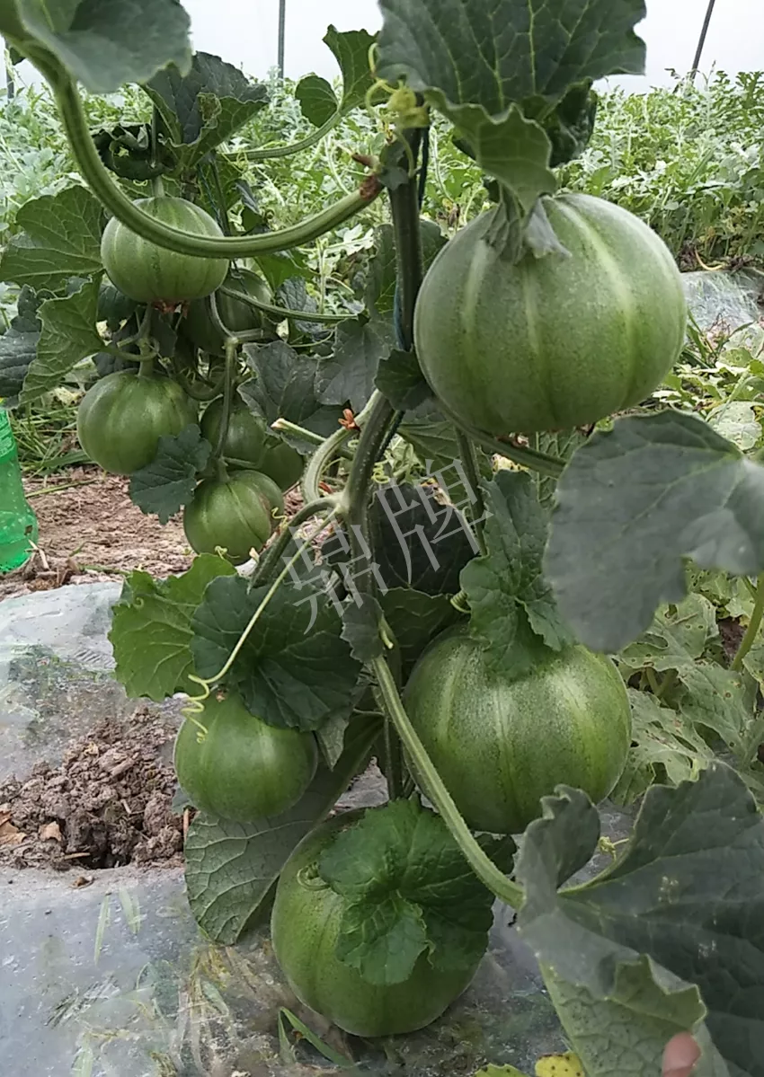 一株坐果15個(gè)，6元1斤，好賣得很