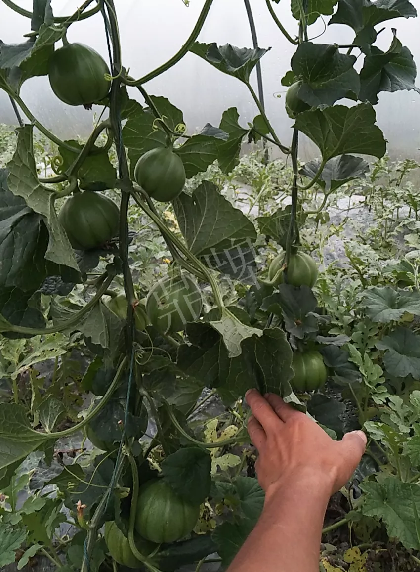 一株坐果15個(gè)，6元1斤，好賣得很