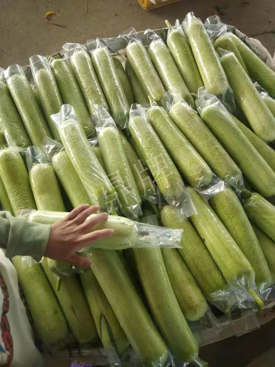 這個(gè)絲瓜每畝能掙3萬(wàn)，沒(méi)種植的農(nóng)戶(hù)后悔得拍大腿