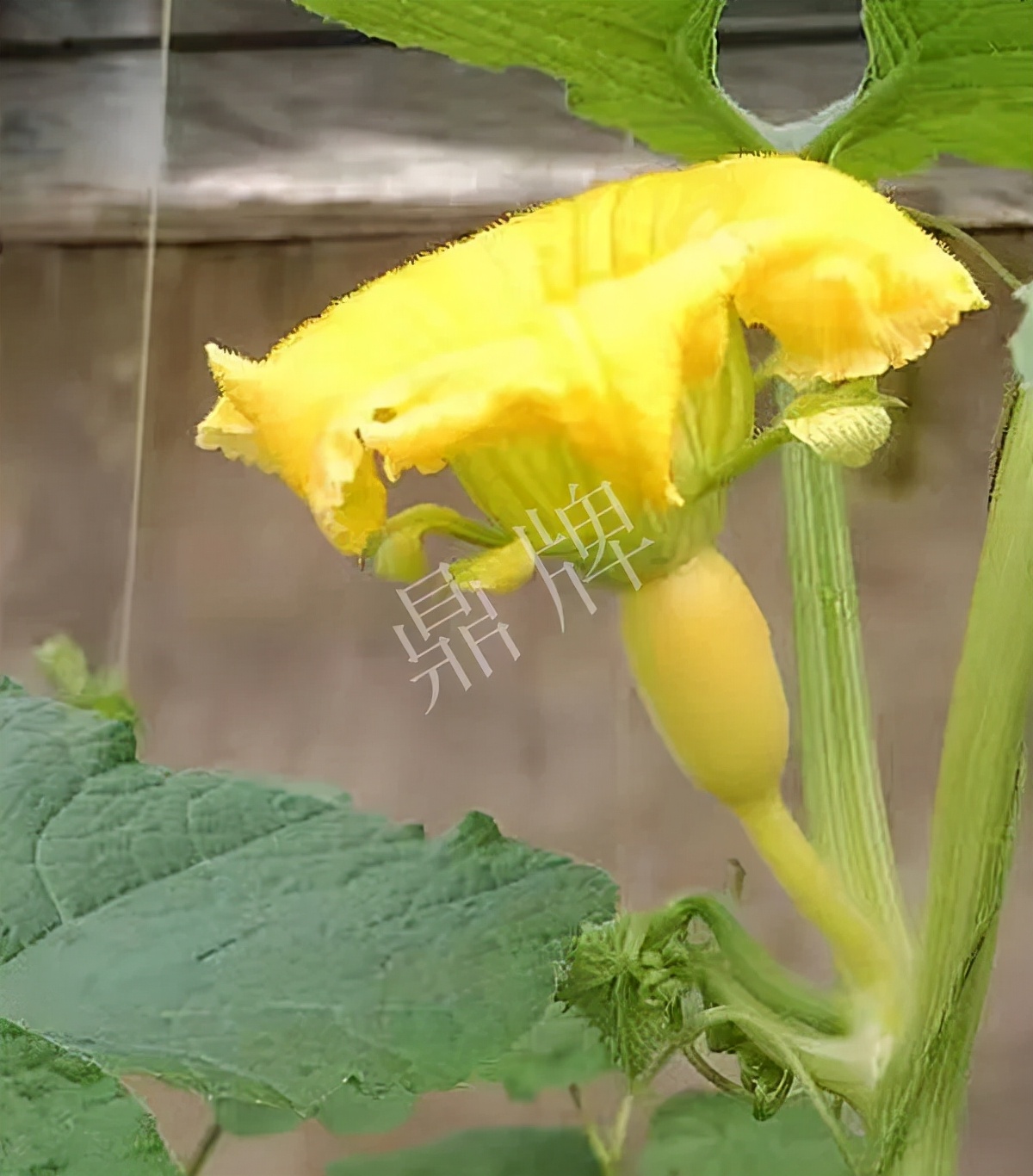 河南3月中旬就上市的“黃金筍瓜”，能買到14元/斤