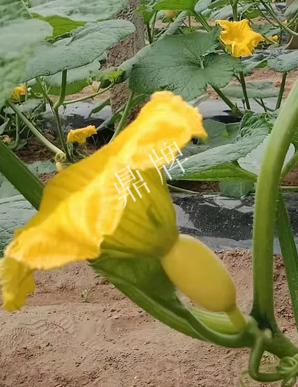 河南3月中旬就上市的“黃金筍瓜”，能買到14元/斤
