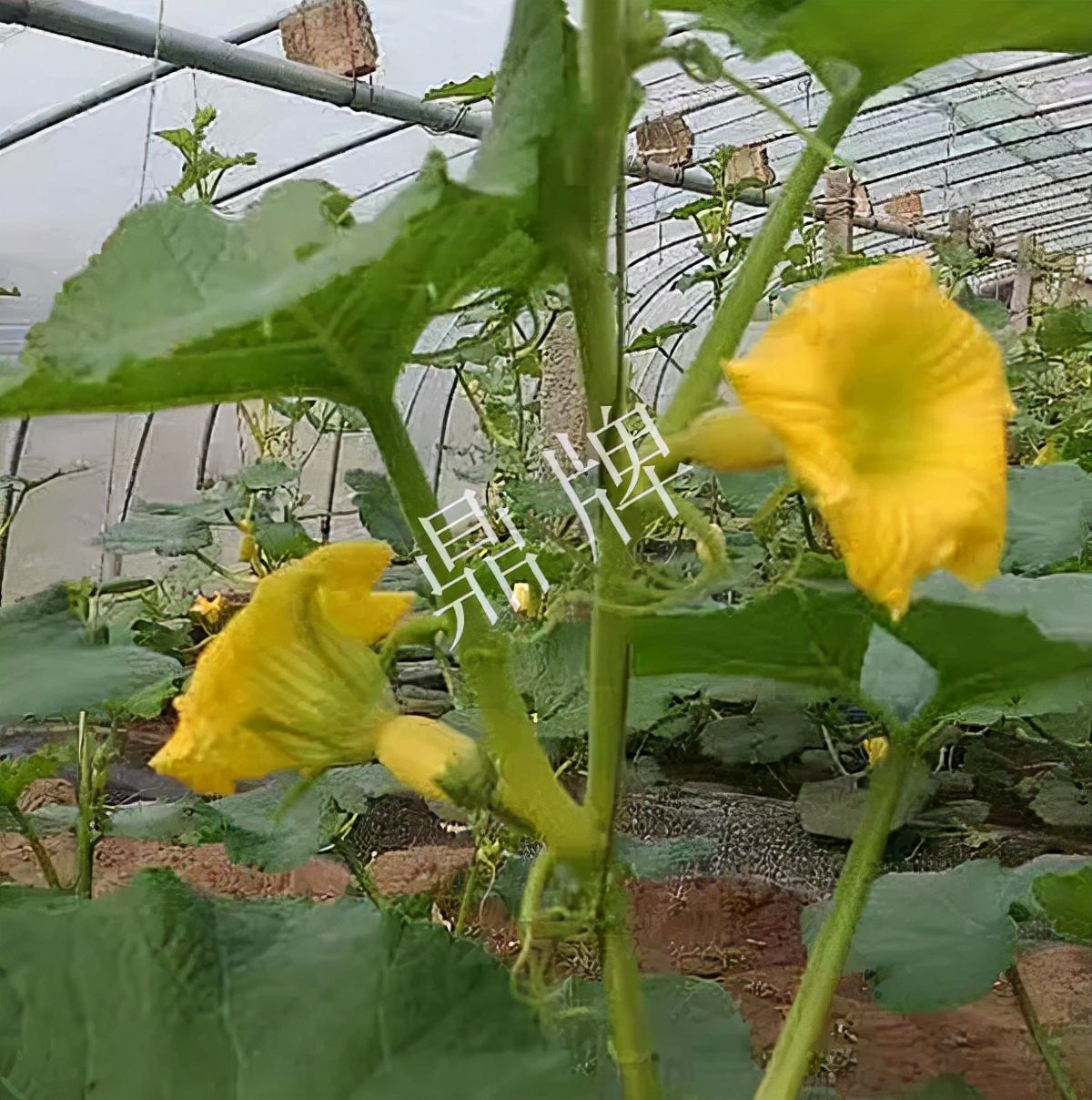 河南3月中旬就上市的“黃金筍瓜”，能買到14元/斤