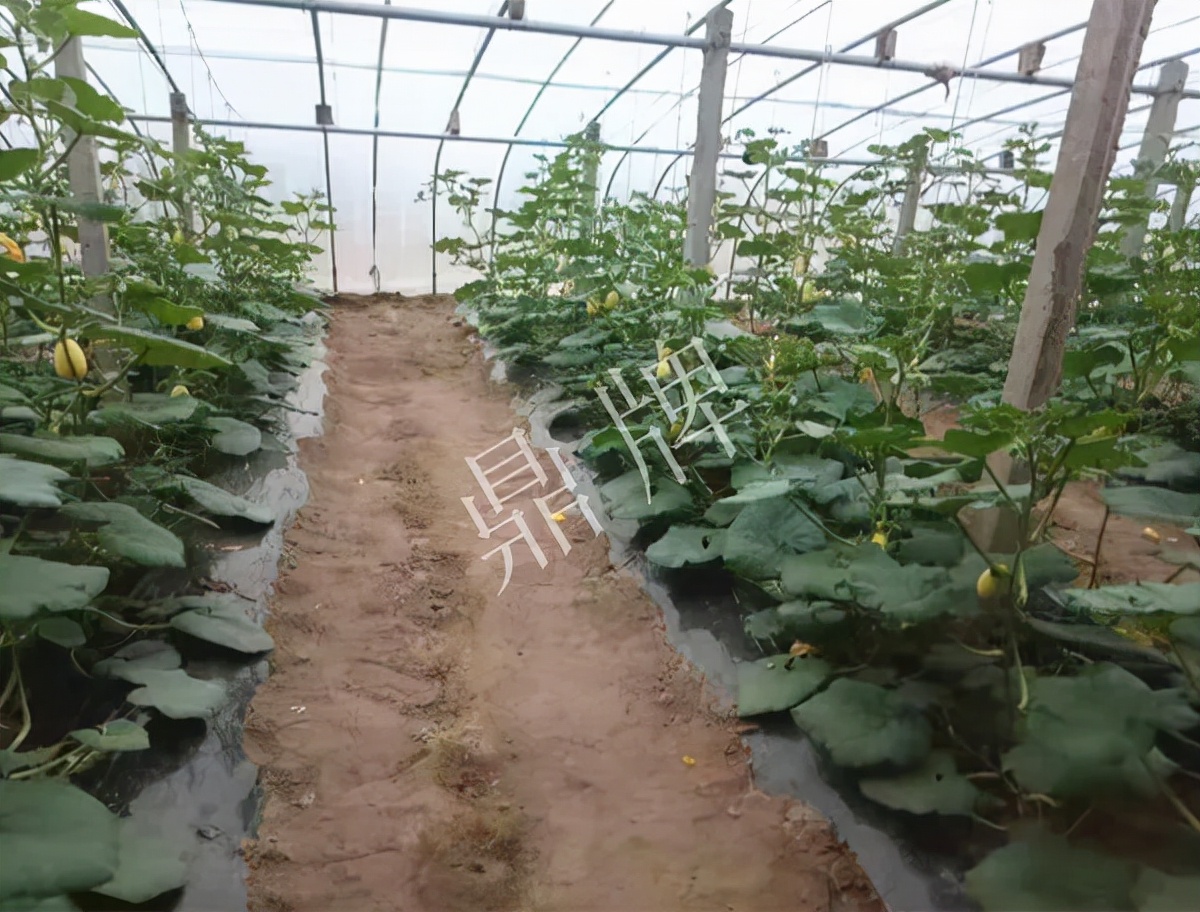 河南3月中旬就上市的“黃金筍瓜”，能買到14元/斤