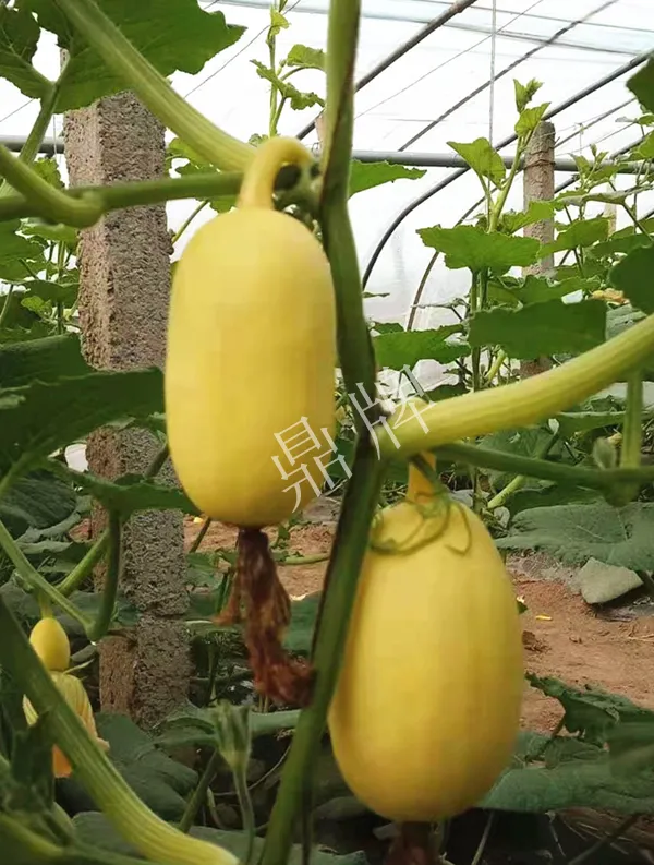 河南3月中旬就上市的“黃金筍瓜”，能買到14元/斤