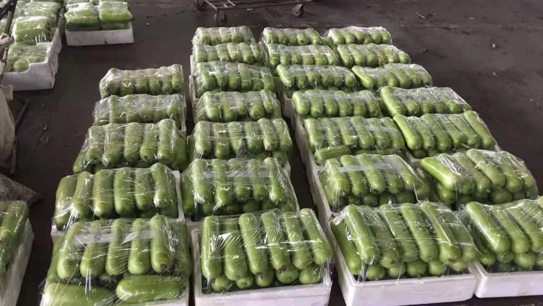 這個品種上市早，價格好！我連續(xù)種了三年，滿意