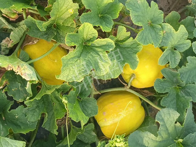 蔬菜種子種植戶客戶點(diǎn)評(píng)-種它！種它！高溫季節(jié)就種它！