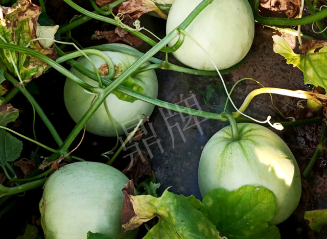 蔬菜種子種植戶客戶點(diǎn)評(píng)-種植這個(gè)品種，謹(jǐn)防小偷?。?！