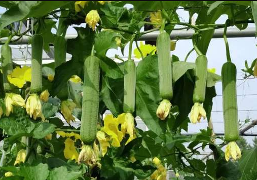 蔬菜種子種植戶客戶點(diǎn)評(píng)-每畝收入2萬元！這個(gè)絲瓜品種大受歡迎！