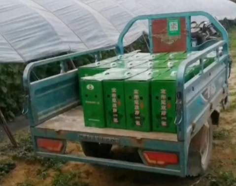 蔬菜種子種植戶客戶點(diǎn)評(píng)-很暢銷！團(tuán)購6元一斤，這瓜夠香、夠甜、夠得勁兒！