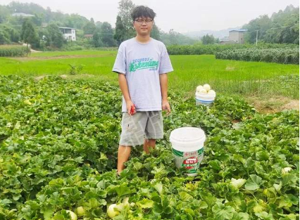 蔬菜種子種植戶客戶點(diǎn)評(píng)-甜瓜新品上市，每個(gè)賣9元，很暢銷！