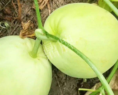 蔬菜種子種植戶客戶點評-我終于找到滿意的甜瓜品種了！