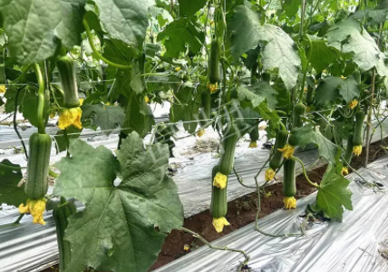 蔬菜種子種植戶客戶點(diǎn)評(píng)-這個(gè)新品種好不好？？？見證的時(shí)候到了！