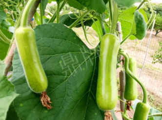 蔬菜種子種植戶客戶點(diǎn)評(píng)-科研人員發(fā)誓研究的一個(gè)抗高溫品種，您可能需要！