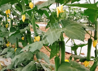 蔬菜種子種植戶客戶點(diǎn)評(píng)-一株結(jié)瓜30多個(gè)，價(jià)錢好，賺了！