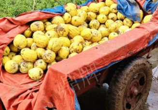 蔬菜種子種植戶客戶點(diǎn)評(píng)-持續(xù)暴雨天氣，這個(gè)品種幫我們渡過了難關(guān)，收入還滿意！