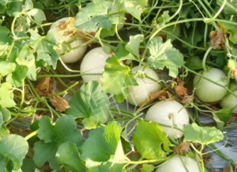 蔬菜種子種植戶(hù)種植心得-真有這么好嗎？這個(gè)品種我試種了一畝地，猜猜