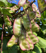 蔬菜種子種植戶客戶點(diǎn)評(píng)-價(jià)格好得讓種植者笑咪咪的，這個(gè)神奇的品種在霜降后還是串串結(jié)莢！