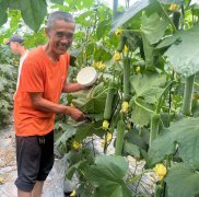 蔬菜種子種植戶客戶點評-干農(nóng)業(yè)，有喜悅嗎？有的，請看！