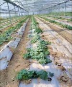 蔬菜種子種植戶客戶點(diǎn)評(píng)-三倍體絲瓜到底是斷頭好？還是不斷頭好？看看這位老板的做法……